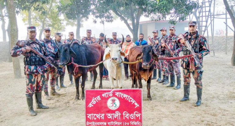 সদর উপজেলার বাখেরআলী সীমান্তে তিনটি ভারতীয় গরুসহ আটক ৩