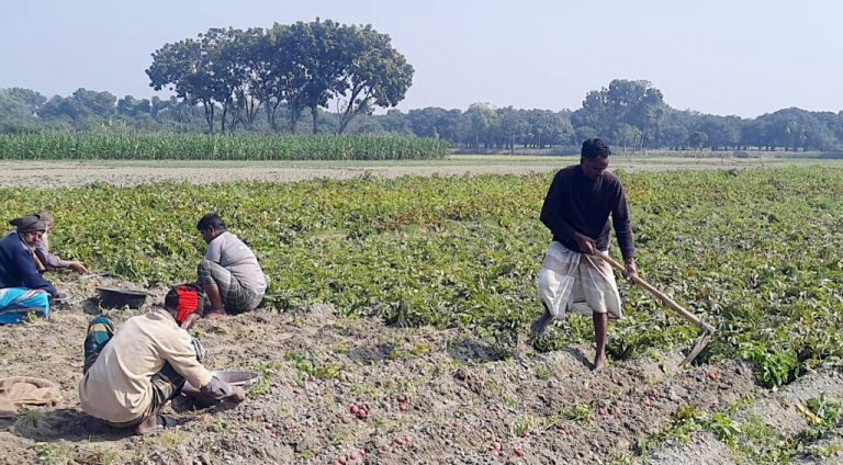 শিবগঞ্জ সীমান্ত পরিস্থিতি স্বাভাবিক : বিজিবির পাহারায় মাঠে কাজ করছেন কৃষকরা