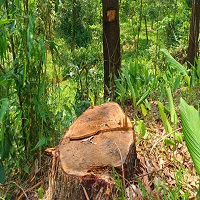 অনুমতি ছাড়া গাছ কাটা যাবে না বলে হাইকোর্টের রায়