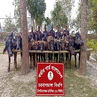 চাঁপাইনবাবঞ্জ সীমান্তে বিজিবি’র অভিযানে  ১০টি ভারতীয় মহিষ জব্দ