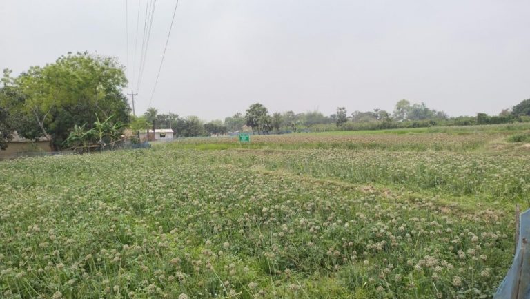 নাচোলে পেঁয়াজ বীজে স্বপ্ন বুনছেন ১০ চাষি