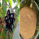 জামের বীজের গুঁড়া খাওয়ার  উপকারিতা জেনে নিন