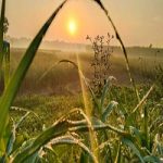 সকালেই হোক সুস্থতার শুরু