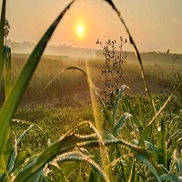 সকালেই হোক সুস্থতার শুরু