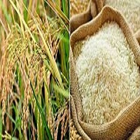 বোরোতে ৪৯ টাকায় চাল ও ৩৬ টাকা দরে ধান সংগ্রহ