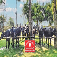 চাঁপাইনবাবগঞ্জ সীমান্তে ৭টি মহিষ জব্দ করেছে বিজিবি
