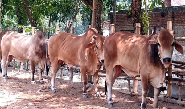 চোরাই পথে দেশে ভারতীয় গরু শঙ্কায় চাঁপাইনবাবগঞ্জের খামারি