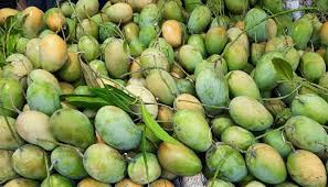 ১৫ মে বাজারে আসছে রাজশাহীর আম