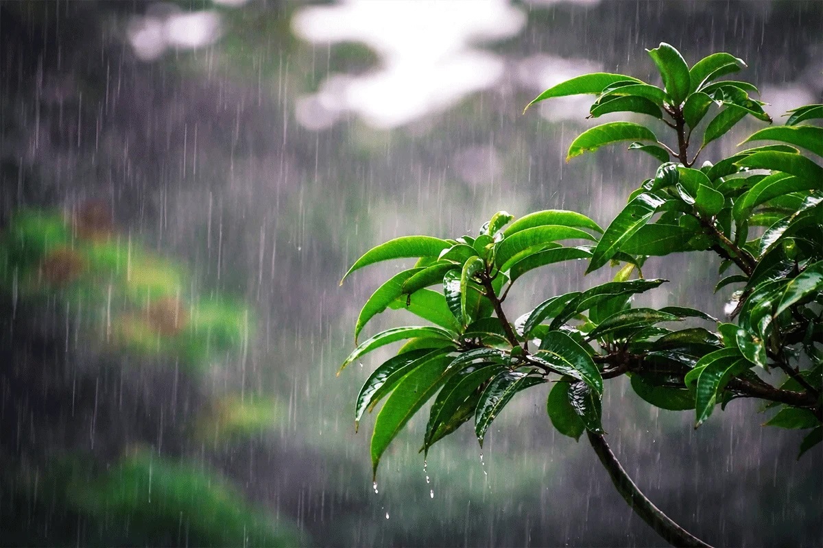 ১৭-১৮ জুলাই দেশের অধিকাংশ এলাকায় বৃষ্টির সম্ভাবনা