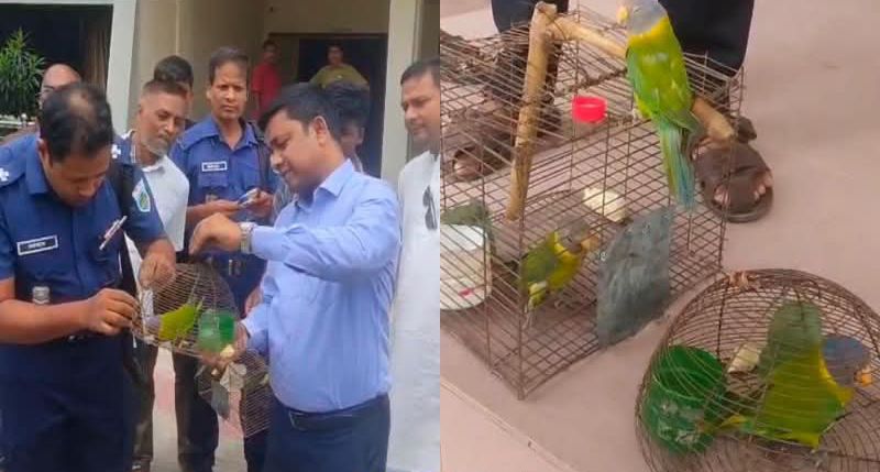 শিবগঞ্জে টিয়াপাখি উদ্ধার করে অবমুক্ত, শিকারির অর্থদন্ড