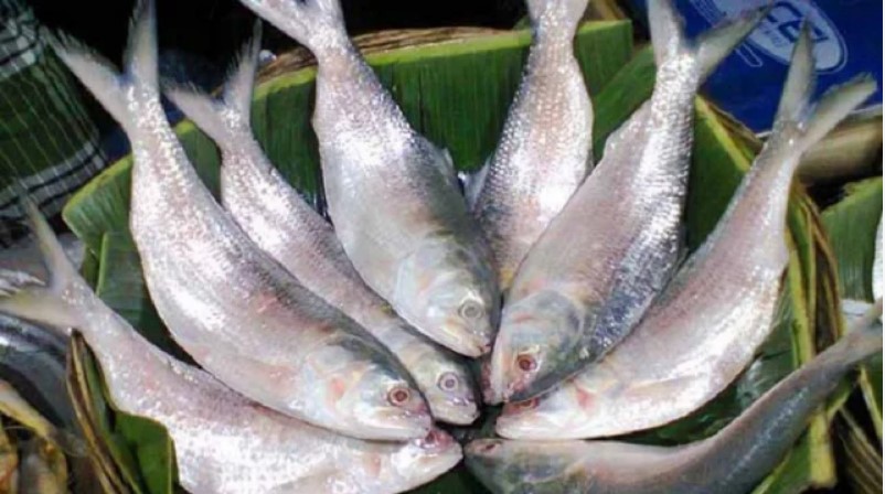 দুর্গাপূজা উপলক্ষে ইলিশ চায় ভারত নিষেধাজ্ঞা প্রত্যাহারের আহ্বান