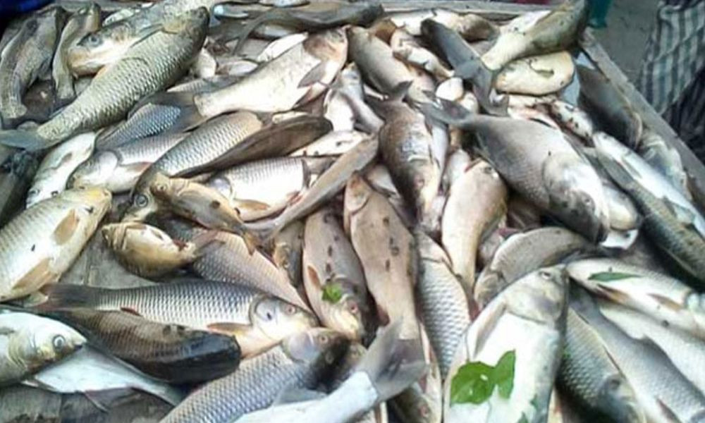 বিশ্বে মাছ চাষে সেরা পাঁচে বাংলাদেশ