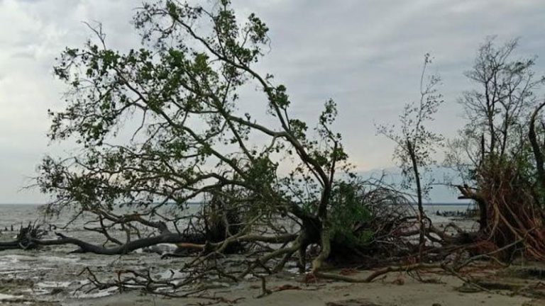 সুন্দরবন থেকে আরও ১৫ হরিণের মৃতদেহ উদ্ধার