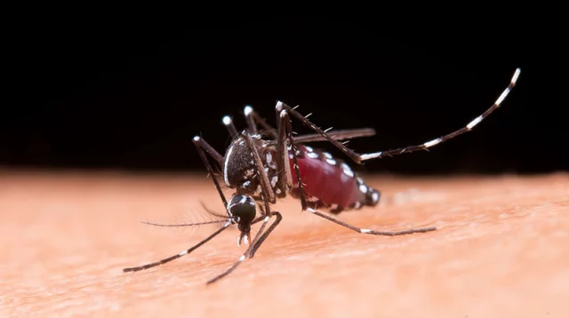 ২৪ ঘণ্টায় ডেঙ্গুতে একজনের মৃত্যু, হাসপাতালে ভর্তি ৪৭