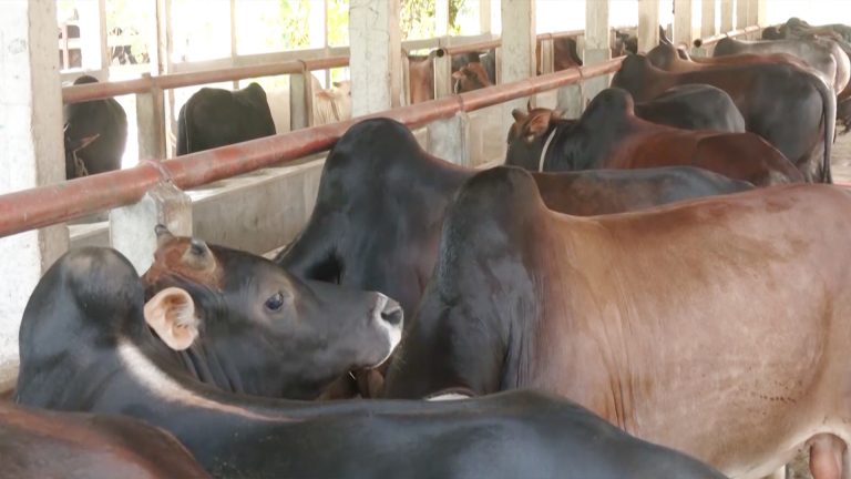 দেশে ২২ লাখ পশু উদ্বৃত্ত আছে জানিয়েছেন প্রাণিসম্পদ মন্ত্রী