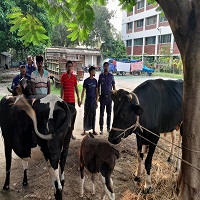 চাঁপাইনবাবগঞ্জে আন্ত:জেলা গরুচোর চক্রের ৩ সদস্য গ্রেপ্তার,নওগাঁ থেকে ৩টি চোরাই গরু উদ্ধার