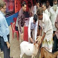 জেলায় সাড়ে ৬ লাখ ছাগল ও ভেড়াকে পিপিআর টিকা প্রদান কর্মসূচির উদ্বোধন