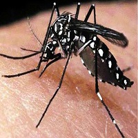 ডেঙ্গু কেড়ে নিল আরো ৫ প্রাণ, হাসপাতালে ভর্তি ১ হাজার ১৯৪