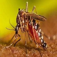 দেশে ২৪ ঘণ্টায় ডেঙ্গুতে ৬ জনের মৃত্যু