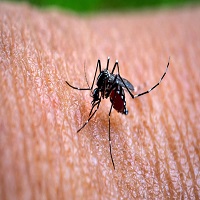 চাঁপাইনবাবগঞ্জে গত ২৪ ঘণ্টায় আক্রান্ত ৬