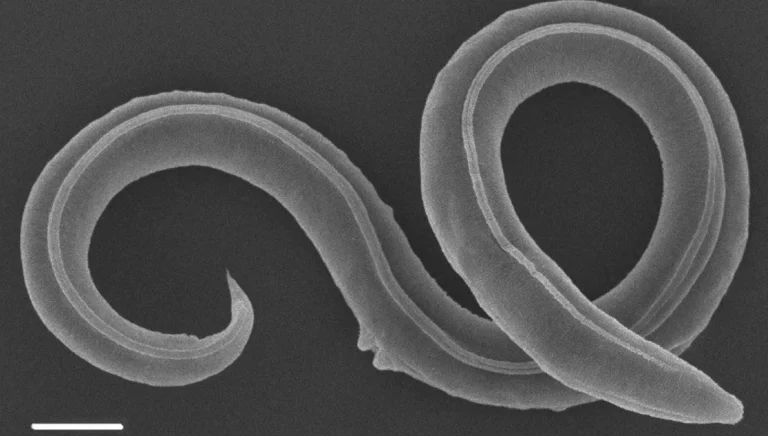 ৪৬ হাজার বছর পর জীবন ফিরে পেল হিমায়িত কীট