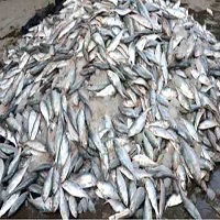 আগামী ৮ থেকে ১৪ এপ্রিল জাটকা সংরক্ষণ সপ্তাহ