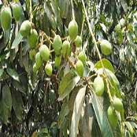 গাছে গাছে দুলছে আমচাষিদের স্বপ্ন ৪ লাখ মে.টন উৎপাদনের প্রত্যাশা