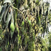 লম্বা শুস্ক মৌসুমের পর চাঁপাইনবাবগঞ্জে কাঙ্খিত বৃষ্টি,আম ও ধানের জন্য আশীর্বাদ