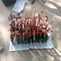 শিবগঞ্জ চকপাড়া সীমান্তে বিজিবি’র অভিযানে ৯৯টি ক*ক*টেল ও ৪০টি পে*ট্রোল*বো*মা উদ্ধার