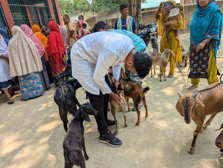 ইসলামপুরে তিন শতাধিক গরু-ছাগলের ফ্রি চিকিৎসা