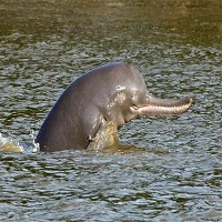 গঙ্গায় নিঃশব্দ মৃত্যু! বিপন্ন ৬ হাজার ডলফিন