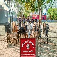 শিবগঞ্জ সীমান্তে ভারতীয় ১০ গরু জব্দ