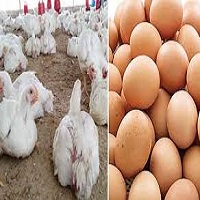 আগামী  ১ মে থেকে  ডিম-মুরগির খামার বন্ধের ঘোষণা প্রত্যাহার