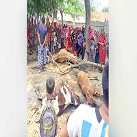 শিবগঞ্জে কাঁচা ঘাস খেয়ে ৩ গাভীর মৃত্যু ও অসুস্থ ২ গরু
