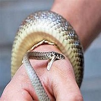 গোমস্তাপুরে সর্প দংশনে শিশুর মৃত্যু