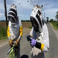 যুক্তরাষ্ট্রে পালিয়ে গেলে ২৫ কোটি মৌমাছি, সতর্কতা জারি