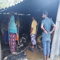 নাচোলে আগুনে পুড়ে মরেছে ৫ গবাদিপশু : দিশেহারা কৃষক