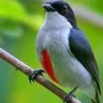 যে পাখি দিনের কাজ শুরু করে ৯টায়