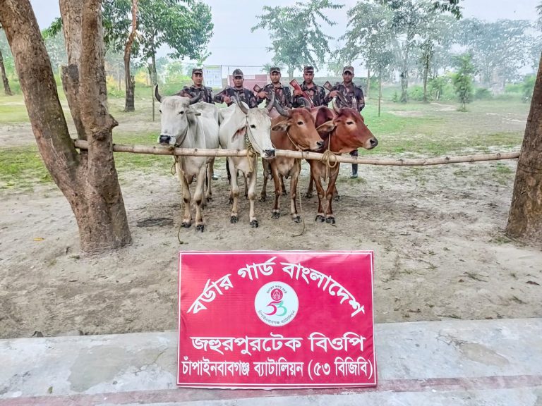 চাঁপাইনবাবগঞ্জে বিজিবির অভিযানে ৮টি ভারতীয় গরু এবং ৫ হাজার পিস ভারতীয় নেশার ট্যাবলেট জব্দ