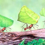 পৃথিবীতে বসবাসকারী মানুষ আর পিঁপড়ার ওজন সমান!