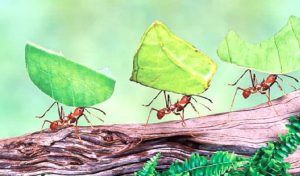 পৃথিবীতে বসবাসকারী মানুষ আর পিঁপড়ার ওজন সমান!