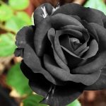 কালো গোলাপ প্রেম নাকি মৃত্যুর প্রতীক?