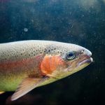 দক্ষিণ-পশ্চিম চীনে নতুন প্রজাতির ক্যাটফিশ আবিষ্কার