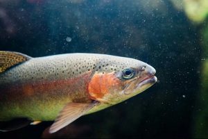 দক্ষিণ-পশ্চিম চীনে নতুন প্রজাতির ক্যাটফিশ আবিষ্কার