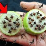 মশা তাড়ানোর ঘরোয়া কিছু উপায়