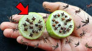 মশা তাড়ানোর ঘরোয়া কিছু উপায়