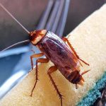 শীতে রান্নাঘরে তেলাপোকা? জেনে নিন তাড়ানোর উপায়