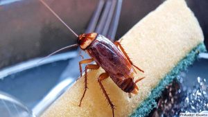 শীতে রান্নাঘরে তেলাপোকা? জেনে নিন তাড়ানোর উপায়