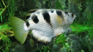 আর্চার মাছ রক্ষণাবেক্ষণে অ্যাকুরিয়ামের পরিবেশ কেমন হবে?