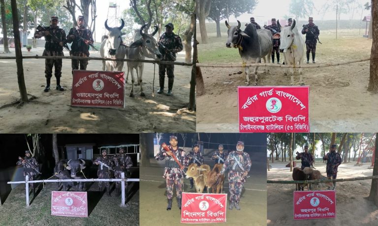 চাঁপাইনবাবগঞ্জ সীমান্তে বিজিবি’র পৃথক অভিযানে ১০টি ভারতীয় গবাদিপশু জব্দ